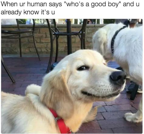 Recreating Hilarious Dog Memes with my dogs! .